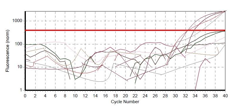 Figure 2: Real time PCR amplification plot for SRY gene. The horizontal line (red line) indicates the threshold value of fluorescence. All the samples positive for SRY gene show the fluorescence to be above the threshold value. Those samples negative for SRY gene show the fluorescence to be above the threshold value.