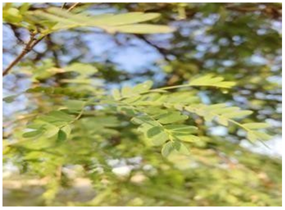 Figure 1: Tamarind leaves.