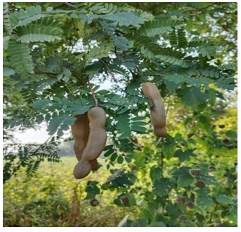 Figure 2: Tamarind.