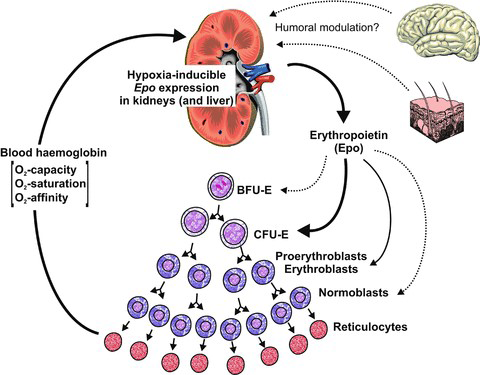 Figure 1: EPO as Functional Marker [5].