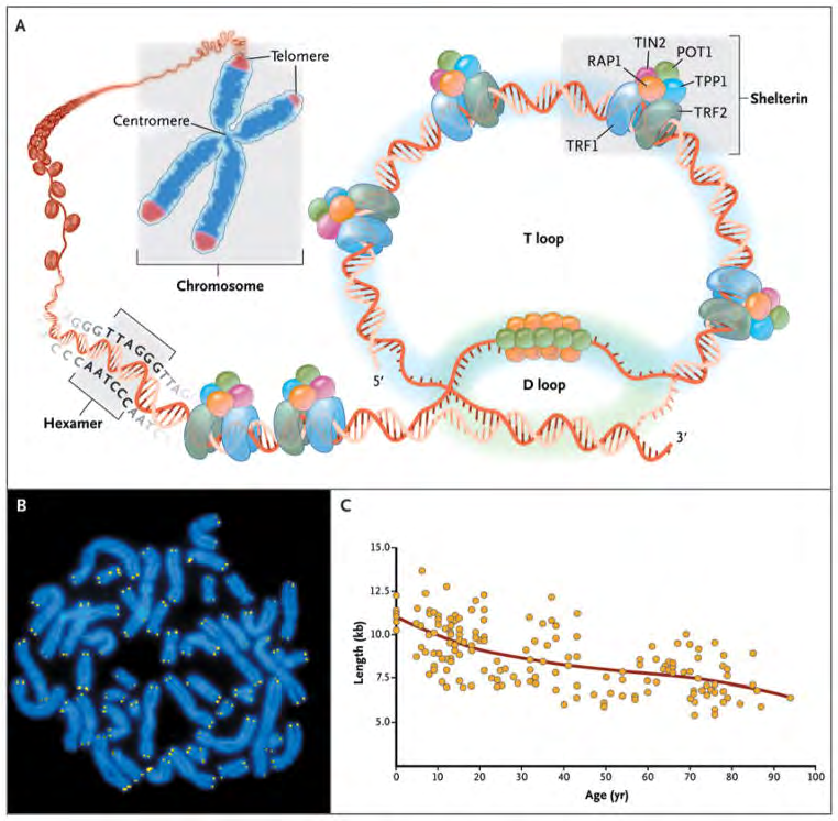 Figure 1: ** Telomere Structure.