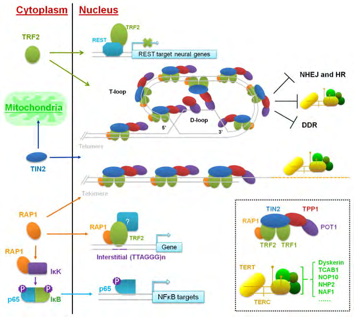 Figure 2: Courtesy ref no-17-Canonical and extra-telomeric function of telomere-binding proteins. The six-protein telosome complex and telomerase holoenzyme are depicted in small box. In the nucleus, the telosme and telomerase complex maintain telomere length and protect telomere ends. Several telomere proteins also participate in non-telomeric pathways in the cytoplasm.