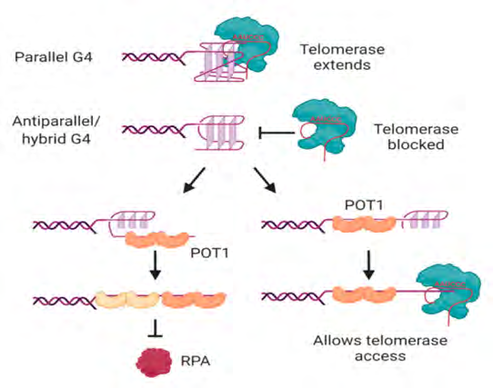 Figure 3: Courtesy ref no-19-Interactions of telomerase, POT1 and RPA with human telomeric G-quadruplexes. Telomerase can bind and extend parallel, but not antiparallel or hybrid, G-quadruplexes. POT1 binds to antiparallel or hybrid G-quadruplexes through a mechanism in which G4 unfolding precedes “trapping” of the unfolded DNA by POT1. The two OB folds of each POT1 molecule bind to consensus binding site TTAGGGTTAG; sequential binding of two POT1 molecules therefore coats the 4-repeat telomeric DNA (left). Although RPA also has the ability to unwind G-quadruplexes, POT1 competes with this activity. If binding of POT1 occurs at the 5′ region of the DNA, the 3′ tail can form a substrate for telomerase (right). Not shown is POT1’s binding partner TPP1, which also influences G4 unwinding dynamics and telomerase activity. See text for details and references. Figure created with BioRender.com.