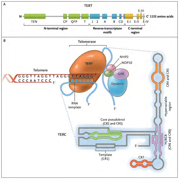 Figure 4: The Telomerase Complex and Its Components.