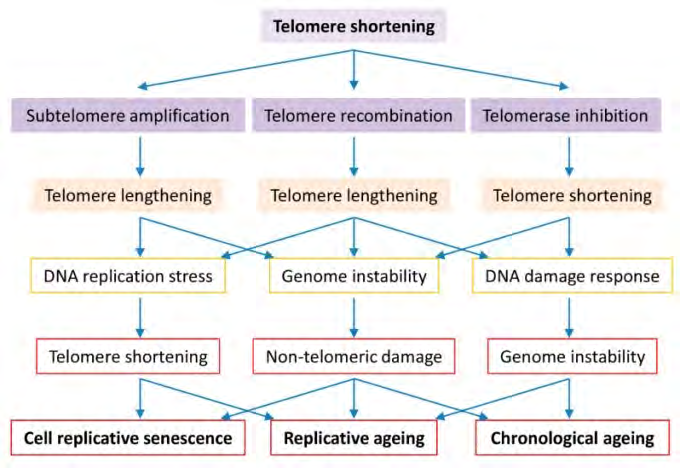 Figure 5: Courtesy ref no-39-Roles of telomere biology in cell senescence, replicative and chronological ageing. Cells evolve to have regulated telomerase activity to preserve telomere homeostasis which is vital to genome stability in organism ageing. Short telomeres are maintained by telomerase in the early stage, telomere DNA homologous recombination or subtelomeric DNA amplification in the late stage of telomere shortening. Telomerase inactivation results in critically short telomeres that either activate the cell cycle check-point resulting in cell senescence or promote telomere-telomere recombination or subtelomere amplification resulting in genome instability and replicative difficulty. Long telomere associated genome instability and replicative difficulty cause not only telomere shortening but also non-telomeric damages, culminating in cell senescence, replicative ageing and accelerated chronological ageing.