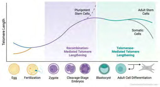 Figure 6: Courtesy ref no-62-Telomere dynamics throughout the mouse lifespan. Telomeres in oocytes are exceptionally short, and in sperm, they are exceptionally long. At the 2-cell stage, the zygote’s critically short telomeres lengthen via a recombination-based alternative lengthening of telomeres. Telomerase becomes active only in the late morula and blastocyst stages. The kinetics of telomerase are such that it is likely involved in telomere maintenance. Adult stem cells retain robust telomerase activity, unlike somatic cells, which undergo telomere attrition and consequent cellular senescence.