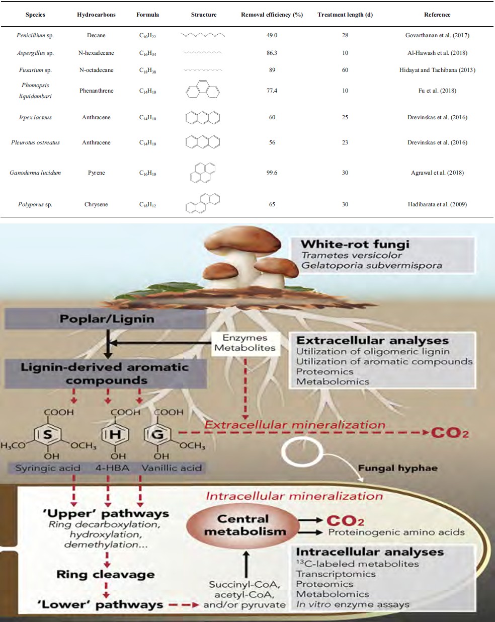 Figure 2: Diagram of fungal interactions with petroleum hydrocarbons and toxic metals.