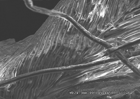 Figure 24: Feathers and fibers near nasal process at 10 kV 450X magnification.