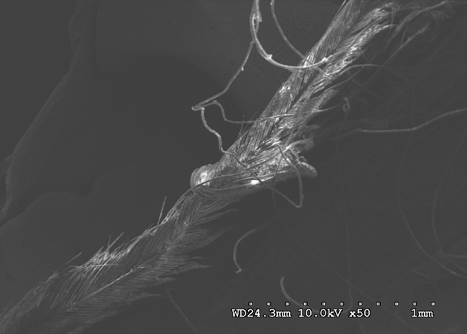 Figure 25: Feathers and fibers near nasal process at 10 kV 50X magnification.