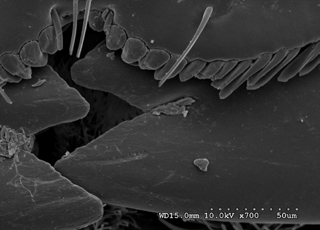 Figure 3: D. maculatus larvae (3rd instar) labrum and mandibles with feeding debris at 10 kV 700X magnification.