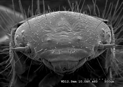 Figure 6: Larval (3rd instar) D. maculatus at 10 kV 60X magnification.