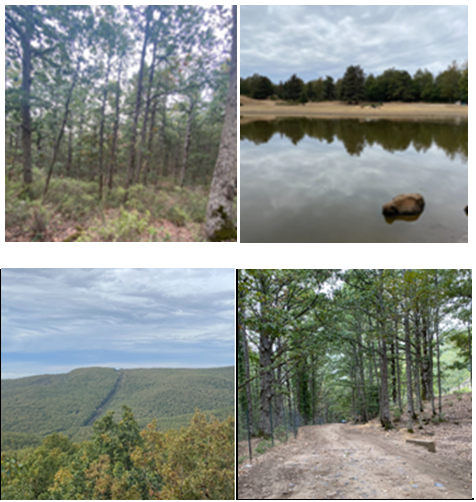 Figure 2: Photos of the Akfadou forest and the Lac Noir (Dark Lake).