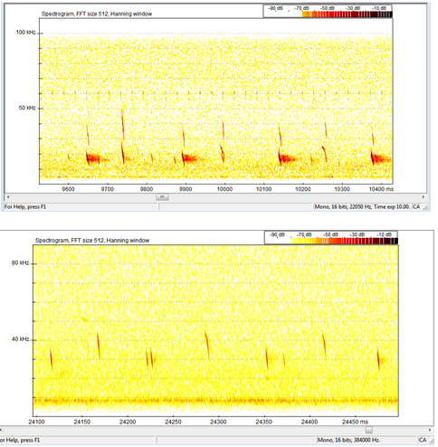 Figure 3: Spectrogram of Barbastella barbastellus from Algeria.