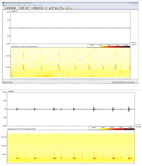 Figure 4: Spectrogram and oscillogram of calls of Barbastella barbastellus from Algeria.