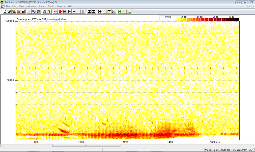 Figure 5: Spectrogram of calls of Barbastella barbastellus and Nyctalus leisleri social call from Algeria.