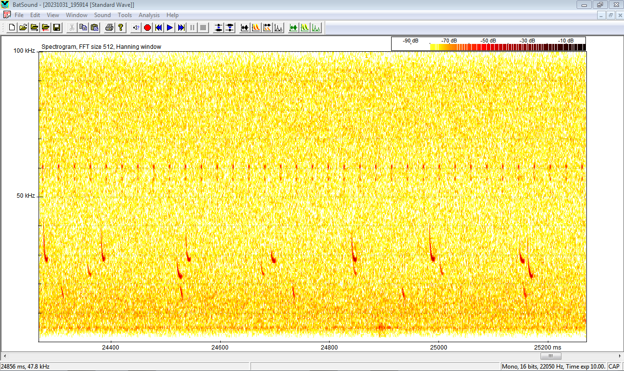 Figure 6: Spectrogram of calls of Barbastella barbastellus with Pipistrellus kuhlii, Nyctalus leisleri and Pipistrellus pipistrellus from Algeria.