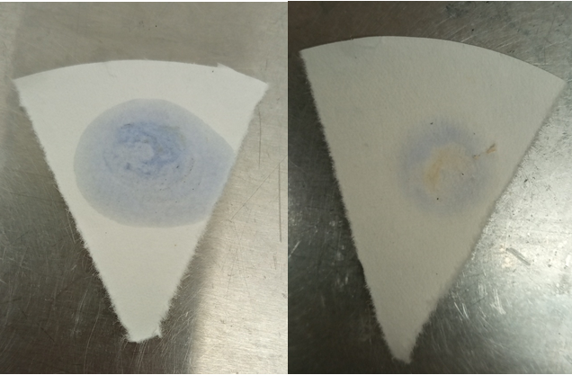 Figure 16: Negative Oxidase test result of all 4 species.