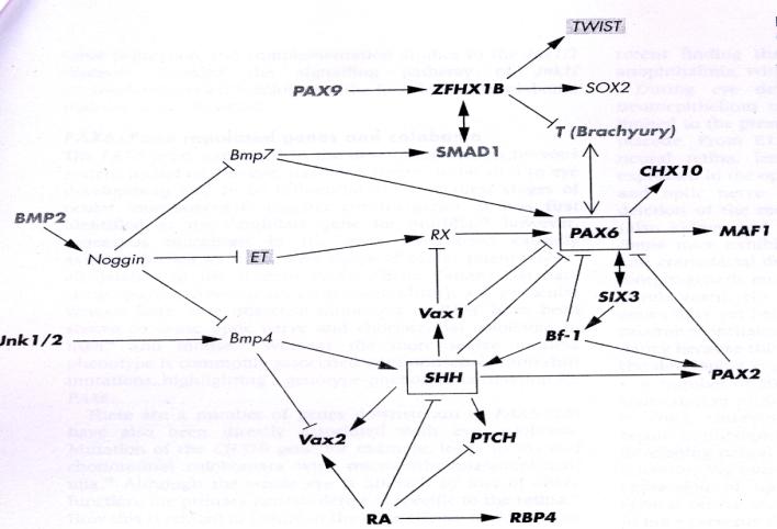 Figure 2: Coloboma gene network (CGN) model. Mutations in genes or signalling molecules that are associated with coloboma are depicted in bold black text. Mutations in genes that are associated anophthalmia/microphthalmia are in normal text. Mutations in genes that are associated with other eye defects are shaded grey. Genes in bold grey text have not been associated with developmental eye defects, but are directly involved in regulation/interaction of downstream coloboma target genes. SHH and PAX6 are boxed as they regulate many genes associated with coloboma. Human genes are in uppercase, and mouse genes are in lowercase. Clinically, congenital glaucoma is characterized by high intraocular pressure (IOP), epiphora, corneal oedema, photophobia, blepharospasm and ocular enlargement. The disease is bilateral in approximately 75% of patients. CG incidence varies substantially among countries: it is estimated to occur in about 1/10000 births in Europe, in