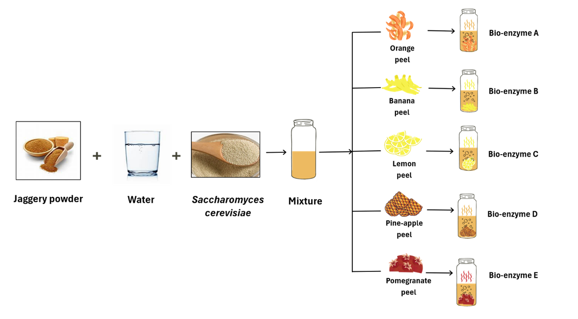 Figure 3: Subsequent to extraction, each bio-enzyme sample underwent comprehensive analysis encompassing physicochemical characterization, assessment of antibacterial efficacy, and evaluation of enzymatic activity.