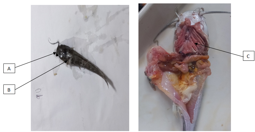 Figure 1: Gross lesions of infected juveniles with Enterococcus faecalis.
