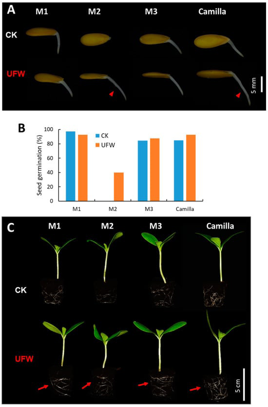 Figure 1: Ultrafine water affects melon seed germination and rooting. (A) Effect of ultrafine water (UFW) on melon seed germination. Four melon varieties, each with 40 seeds, were germinated in Petri dishes containing RO water and UFW. Arrows show the presence of root hairs on roots 1 day after seed germination. (B) Germination rate of melon seeds 7 days after germination. (C) Melon seedlings grown in plug trays containing peat moss 7 days after sowing (DAS). Arrows show vigorous root development.