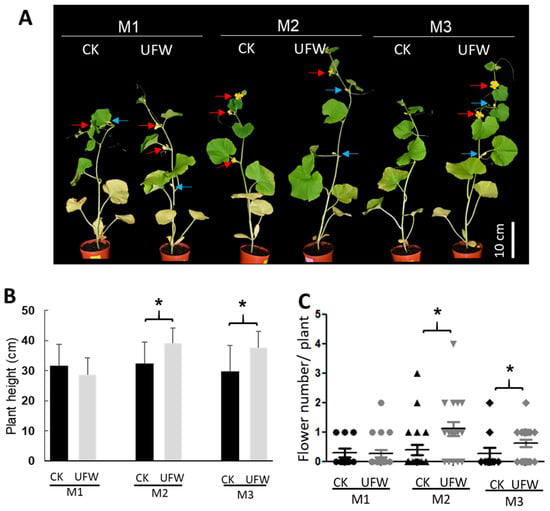 Figure 2: UFW irrigation affects the growth of melon seedlings. (A) Phenotype (DAT) of melon potted plants 14 days after transplantation. Red arrows indicate flowers, blue arrows indicate wilted flowers. Rod, 10 cm. (B) Plant height of melon. Error bars represent standard error of the mean (n = 10–21 per treatment). (C) Scatter plot of the number of flowers per plant at 14 DAT. Horizontal lines represent mean values ​(n = 10–21). *, Significant differences between CK and UFW treatments were determined using Student’s t test at p < 0.05 (B,C).