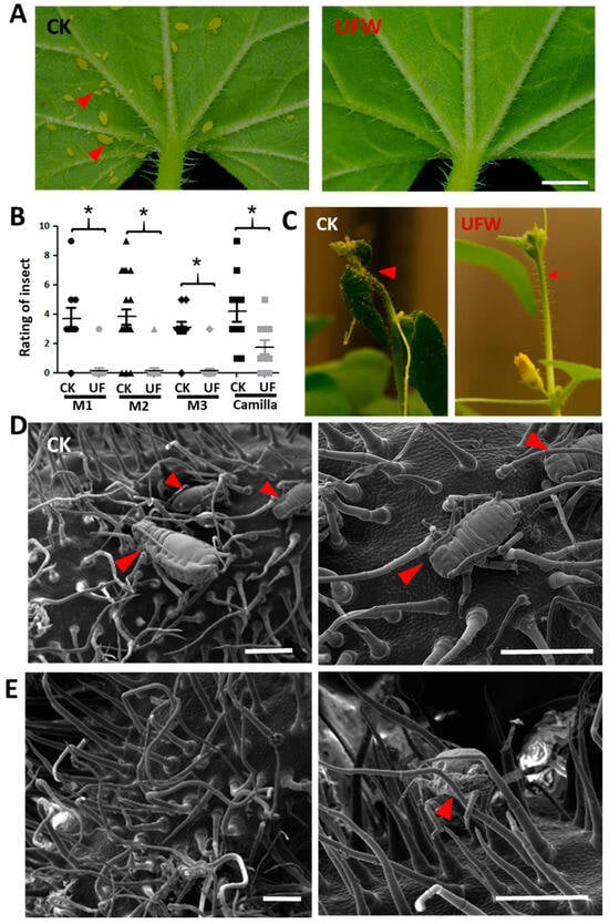 Figure 3: UFW irrigation affects aphid infestation of melon seedlings. (A) Phenotype of melon leaves infected by aphids 14 days after transplantation. Scale bar, 2 mm. (B) Scatter plot of aphid infestation levels. A rating of 0 indicates no aphids were observed and a rating of 9 indicates high aphid density. Horizontal lines represent mean values ​(n = 10–21). *, Significant differences between CK and UFW treatments were determined using Student’s t test at p < 0.05. (C) Aphids attack tender flower buds of a melon (arrow). Trichosome development after UFW treatment (arrow). (D) Cryo-SEM shows aphid infestation in CK (D) and UFW (E) flower buds. The arrow points to an aphid. Scale bar, 500 μm (D, E).