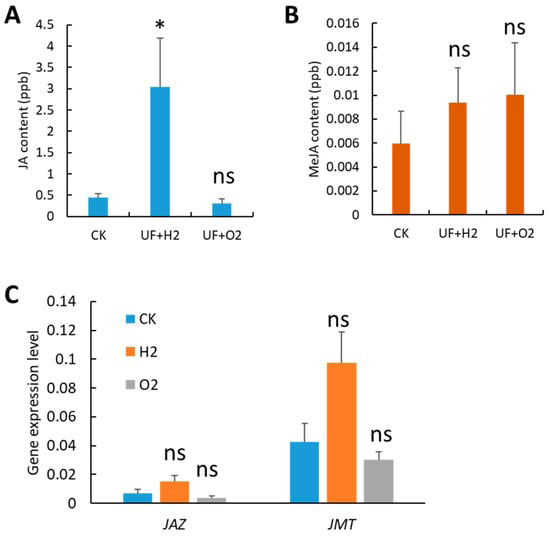 Figure 5: Melon irrigated with hydrogen- and oxygen- rich ultrafine water changed the content and gene expression pattern of jasmonic acid (JA) and methyl JA (MeJA). (A) JA Contents. (B) MeJA Content. (C) Gene expression levels of jasmonate ZIM domain protein (JAZ) and JA carboxymethyltransferase (JMT). Gene expression levels were normalized to two housekeeping genes: actin (MELO3C023264) and ADP ribosylation factor 1 (ADP, MELO3C023630). Error bars represent standard error of the mean (n = 3). Student’s t test was used to find significant differences between CK and UF+H2 or UF+O2 treatments. *, p < 0.05; ns, not significant.