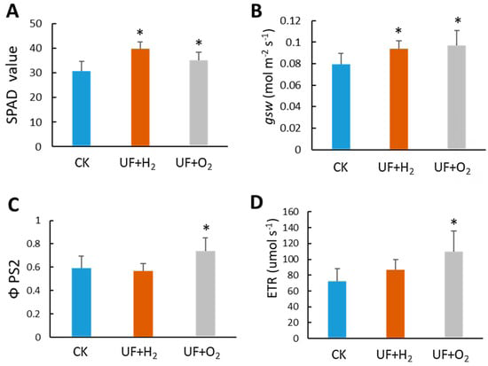 Figure 6: Ultrafine water irrigation affects the photosynthetic ability of melon. (A) Chlorophyll content in melon. The SPAD value was measured on the fourth leaf in the late ripening stage of the fruit. n = 4 strains. The Li600 poremeter/fluorometer detected the photosynthesis parameter of (B) stomatal conductance (gsw); (C) ΦPSII, the quantum yield of PSII calculated from fluorescence; (D) The electron transfer rate of L1 melon leaves (ETR). Student’s t test was used to find significant differences between UFW and regular tap water (CK). *, page < 0.05. Error bars represent standard error of the mean (n = 4).
