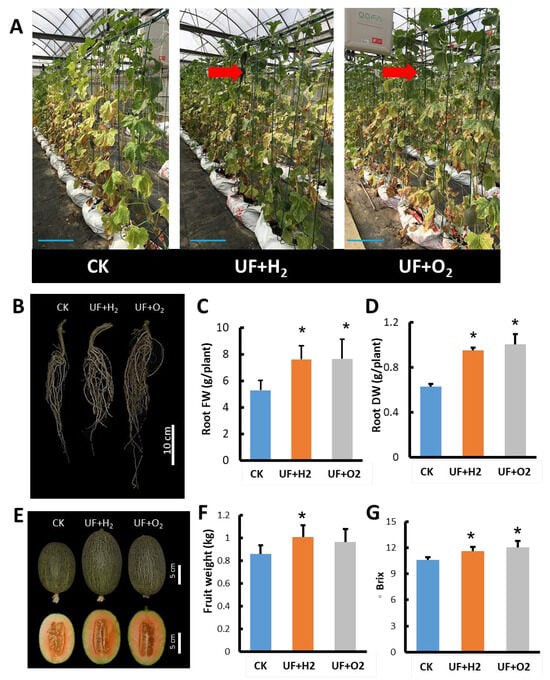 Figure 7: UFW irrigation affects fruit weight and sweetness of melon. (A) Growing melons in a greenhouse. Photo taken 42 days after pollination. Rod, 20 cm. (B) Root morphology at harvest. (C) Fresh root weight of each plant. (D) Root dry weight of each plant. (E) Fruit 5 days after harvest. (F) Average melon fruit weight. (G) Sweetness of fruits. Ultrafiltration + H2, hydrogen-rich ultrafine water irrigation. UF+O2, oxygen-rich ultrafine water irrigation. CK, irrigated with tap water. Bar graph, standard deviation of 22 plants. Student’s t test found significant differences between CK and UF+H2 or UF+O2 treatment. *, page < 0.05.