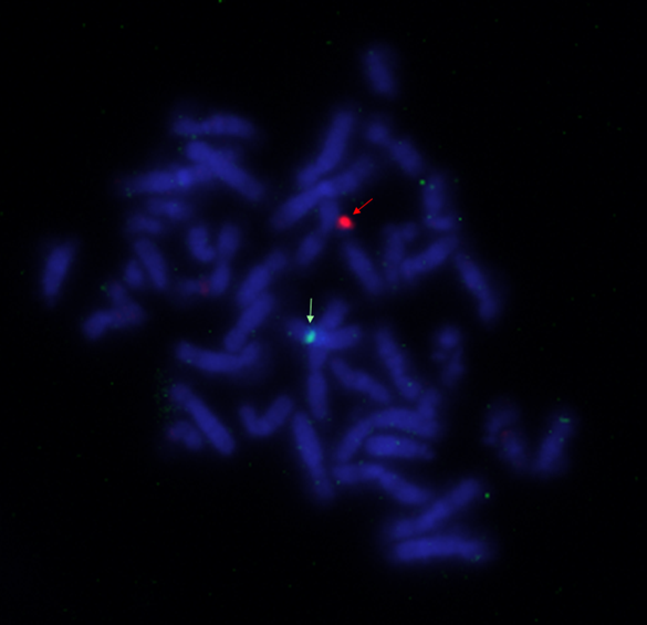 Figure 1: In situ chromosomal analysis.