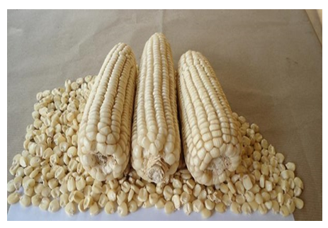 Figure 1: Obatamba variety.