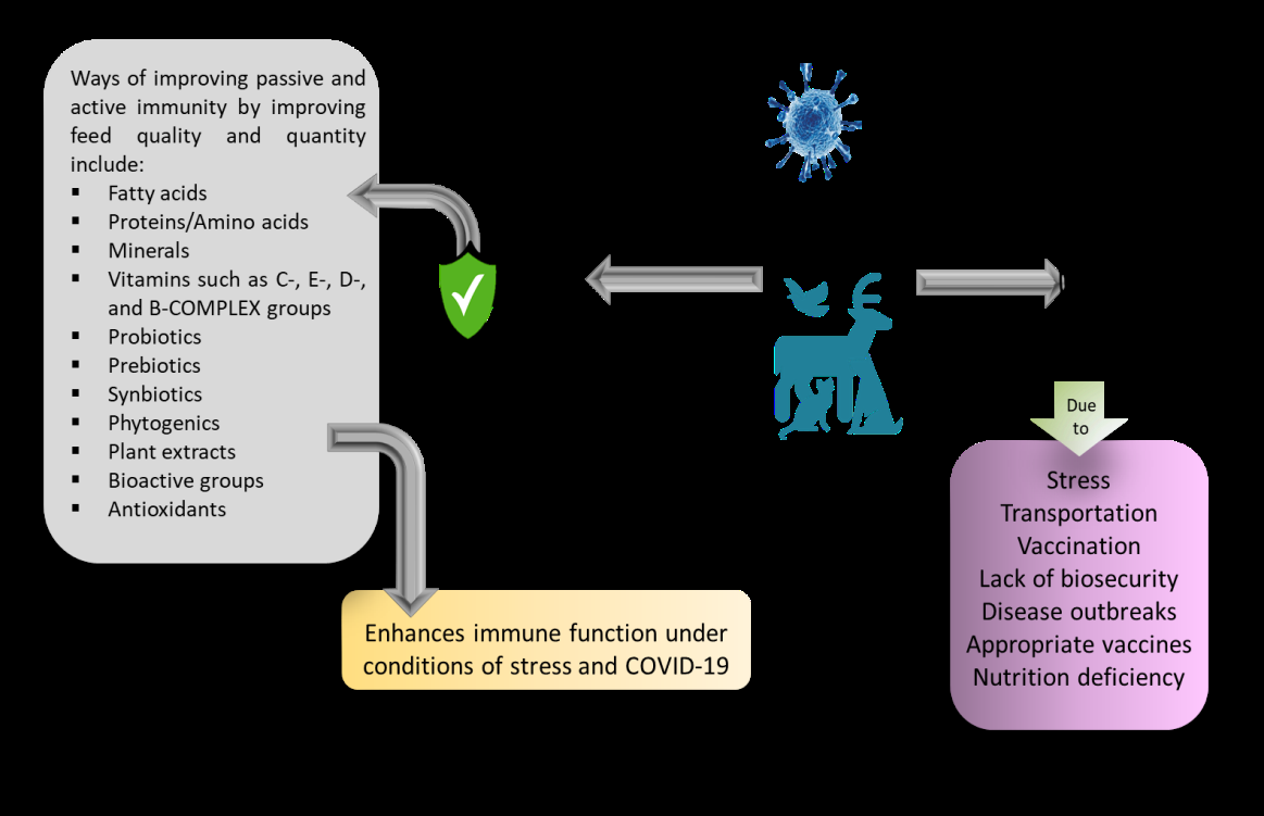 Figure 1: Prospects of Animal Nutrition Under COVID-19 Conditions.