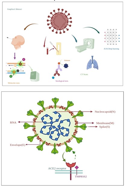Figure 1: Schematic Structure of SARS CoV2 Virion.
