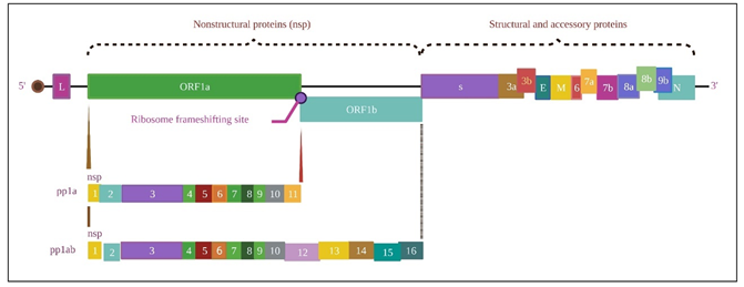 Figure 2: Single Standard RNA genomic structure of SARS CoV2.