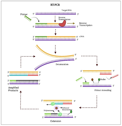 Figure 4: First, complementary DNA (cDNA) is generated from the sample RNA through RNA-dependent DNA polymerase, and then cDNA is amplified several times by PCR. DNA template, specific primer, deoxy-ribonucleotides, DNA polymerase, buffer solution, and quencher are added to the sample [25]. This endorses the attachment of probes amongst forward and reverse primers. Gene-specific primers lead the next reaction. Only the designated genome area is amplified, and the probes yield fluorescent signals in each amplification cycle to give an assessable reaction time. This intensity of fluorescent is computed and equated with positive and negative samples. RT-PCR has a sensitivity of 0.77 (95% CI- 0.71) and specificity of 0.988 (CI- 0.933-1.000) [26,27].