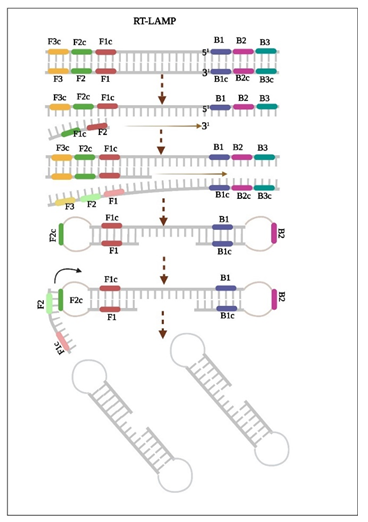 Figure 5: Amplification of nucleic acid through LAMP process.
