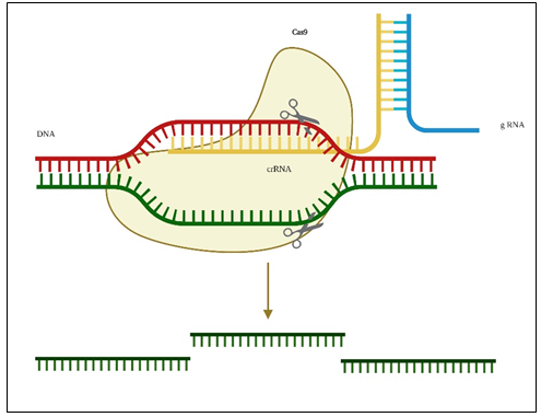 Figure 8: Depiction of CRISPR-Cas method.
