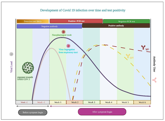 Figure 9: Time course of COVID -19 infection and test positivity.