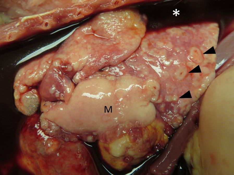 Figure 1: The left caudal lung lobe had a white mass (M) considered to be the primary site of the tumor. The adjacent lung lobes had multifocal, smaller, white, umbilicated nodules corresponding to intrapulmonary metastases (arrowheads). The thoracic cavity contained 100 ml of dark red watery fluid (*).