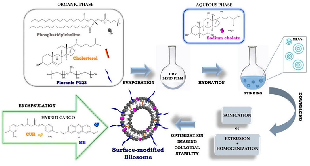 Figure 1: The process typically involves the following steps: • A thin film of phospholipids and bile salts is prepared by evaporating a solution of these components. This can be done by spreading the solution on a glass plate and allowing it to evaporate under a laminar flow hood or in a desiccator. • The dried film is then hydrated by adding a solution of the encapsulated material (such as drugs or genetic material) and a buffer solution. This can be done by gently swirling the plate or by sonication to ensure homogenous hydration of the film. • The Bilosomes are then formed by the process of hydration, which causes the phospholipids and bile salts to self-assemble into Bilosomes. This process can be further optimized by varying the conditions of hydration, such as temperature and mixing rate. • The Bilosomes are then harvested by centrifugation or ultracentrifugation. • The final product is then characterized for size, encapsulation efficiency, and stability. • It is important to note that the film hydration method is a simple and versatile method for preparing Bilosomes, but it may not be suitable for all types of encapsulated materials. For example, some drugs or genetic materials may be sensitive to the conditions of hydration or may not be compatible with the phospholipids and bile salts used. Additionally, the choice of phospholipids and bile salts can also affect the properties of the Bilosomes, such as size and stability, and the preparation method should be optimized accordingly [11].