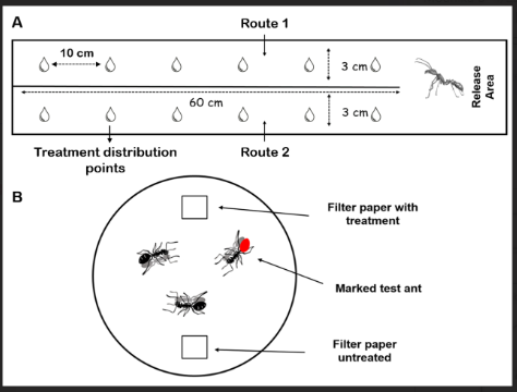 Figure 1: A release area (20 cm length × 6 cm width) at the base of the arena provided access to both trails, enabling ants to choose their preferred route. The side of treatment and control trails was randomly changed in each trial. At every trial, the arena was cleaned on both sides with hexane.
