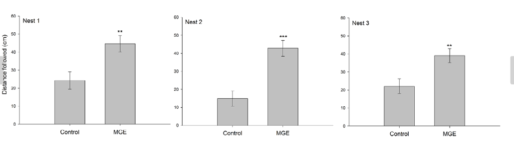 Figure 2: Effect of mandibular gland extract (MGE) and hexane (control) on the distance traveled by Paraponera clavata workers in the linear trail bioassay.