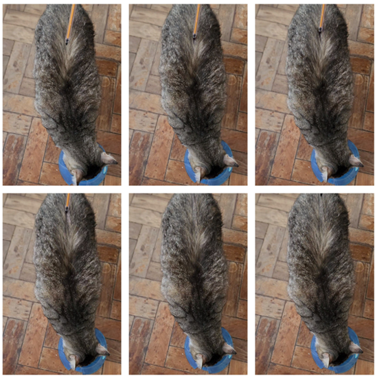 Figure 1: Waving of the Skin in the Dorsal Lumbar Region after Low-Intensity Tactile Stimulation.