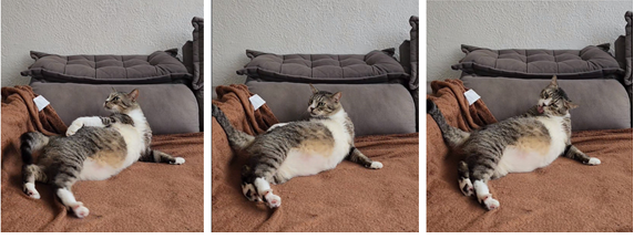 Figure 2: Unsuccessful attempt at Compulsive Body Licking.