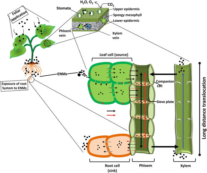 Figure 3: plant system and their translocation to different parts of plant. Red arrows indicate the apoplastic movement, while black arrows indicated symplastic movement of Engineered Nanomaterials (ENMs) and Edible Plants.