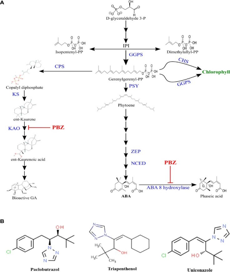 Figure 5: (A) Terpenoid pathway. Paclobutrazol inhibition is indicated by (CPS), Copalyl diphosphate synthase; (KAO), ent- kaurenoic acid oxidase; (KS), ent-kaurene synthase; (GGPPS), geranylgeranyl pyrophosphate synthase; (PSY), phytoene synthase; (ZEP), zeaxanthin epoxidase; (NCED), 9-cisepoxycarotenoid dioxygenase; (CHS), chlorophyll Synthase; (GGRS), geranylgeranyl reductase. (B) Chemical structure of some triazoles.