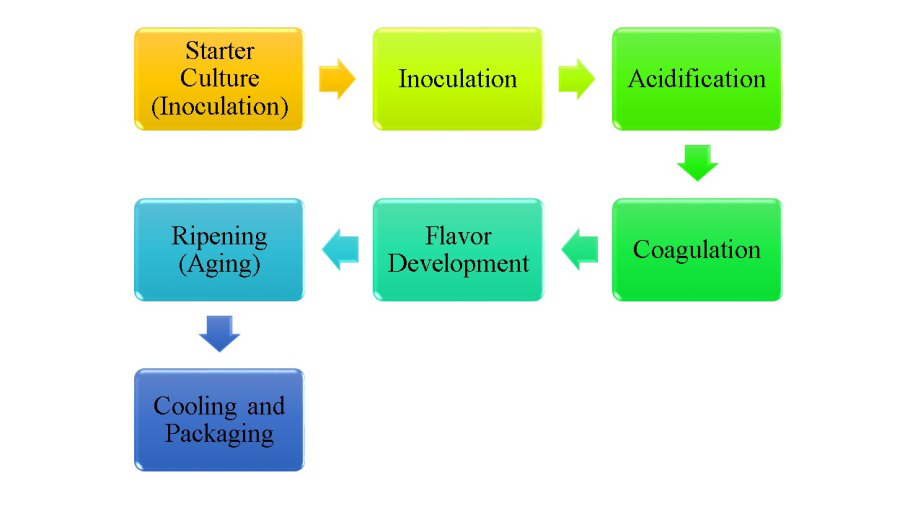 Figure 1: Microbial starter cultures play key roles in extending shelf life, enhancing safety, and improving the sensory characteristics of food products through fermentation. Lactic acid bacteria, including species from Lactococcus, Leuconostoc, Pediococcus, Streptococcus, and Lactobacillus genera, have been successfully employed for many years in fermenting milk products. These bacteria can be categorized based on their morphology and growth requirements into cocci and rods, as well as mesophilic and thermophilic cultures that thrive at different temperatures [3].