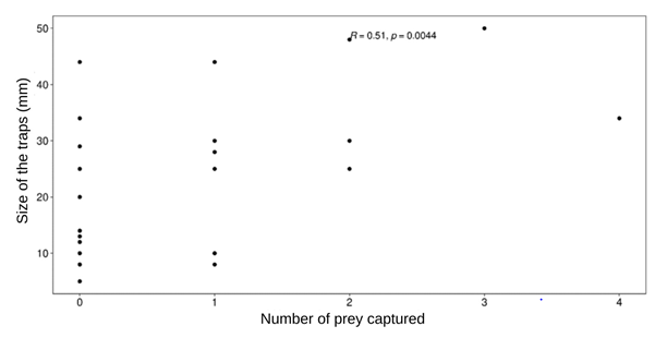 Figure 3: Scatter plot for the relationship between pit size of Myrmeleon larvae and number of trapped prey.