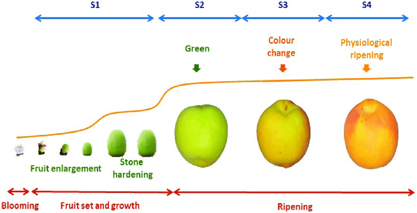 Figure 4: Stages of fruit development and ripening in apricot fruits. CC by Pedro Martinez-Gomez.